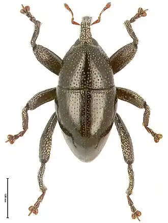 Долгоносик Trigonopterus vandekampi