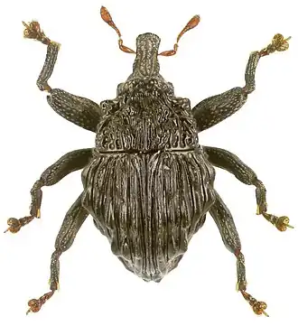 Trigonopterus verrucosus