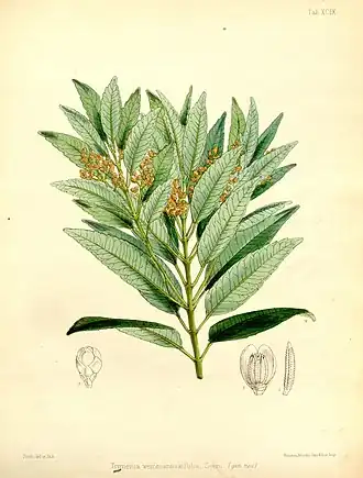 Trimenia weinmanniifolia