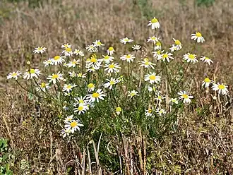 Трёхрёберник непахучий