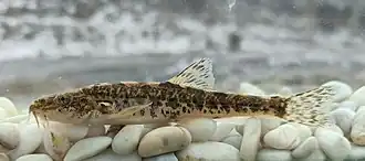 Triplophysa ferganaensis