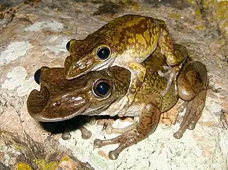 Самец и самка в амплексусе