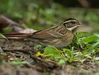 Таёжная овсянка (самка) на Тайване.