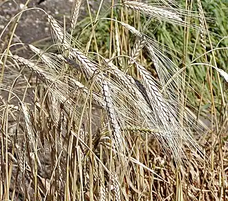 Triticum turgidum