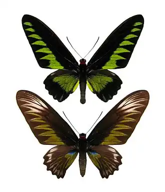 Самец (наверху) и самка