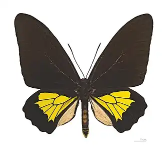 Самец подвида Troides oblogomaculatus papuensis  из провинции Моробе, Папуа-Новая Гвинея.