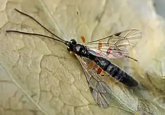 Наездник Tromatobia ovivora