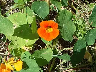 Настурция большая