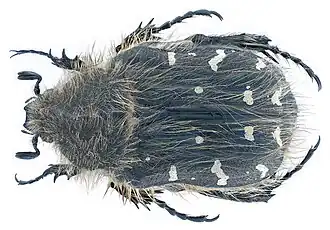 Бронзовка мохнатая