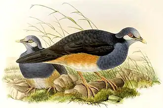 Рисунок Джона Гульда