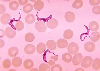 Метациклическая трипомастиготная форма в мазке крови