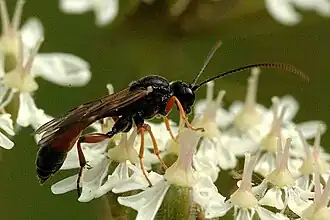 Tryphon brunniventris