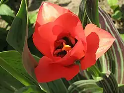 Тюльпан Грейга