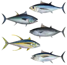 Сверху вниз: длиннопёрый тунец, обыкновенный тунец, полосатый тунец, желтопёрый и большеглазый тунец