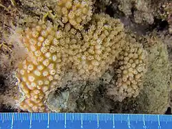 Turbinaria stellulata