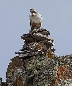Хищная птица на тагыле возле гнезда