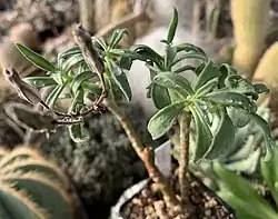 Tylecodon viridiflorus