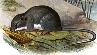 Панамский лазающий хомяк (Tylomys panamensis)