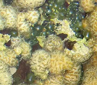 Валония пузатая