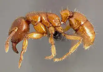 Typhlomyrmex rogenhoferi