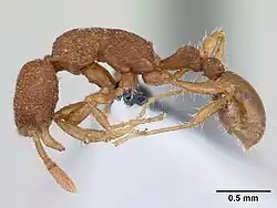 Tyrannomyrmex dux
