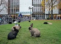 Зайчики университета Виктории