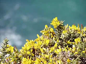 Улекс густой