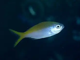 Желтохвостый парацезио (Paracaesio xanthura)