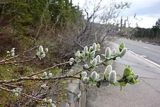 Цветущая ива Salix commutata&nbsp;в национальном парке Маунт-Рейнир (штат Вашингтон)