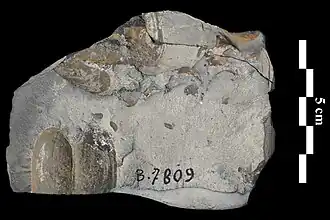 Окаменелости Unionites muensteri