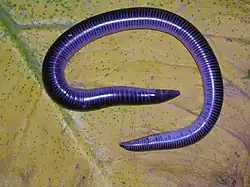 Узкохвостая червяга