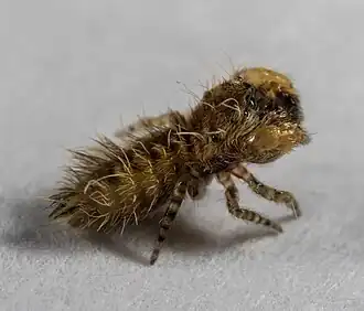 Самец паука Uroballus carlei