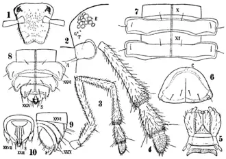 Детали морфологии