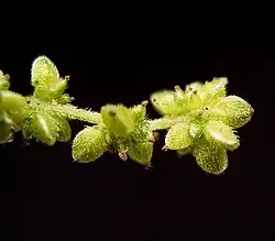 Клубочек крапивы двудомной (Urtica dioica L.)