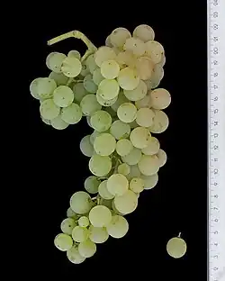 Так называемая «критская мальвазия» из Италии