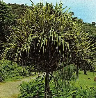 Пандан полезный (Pandanus utilis)на Сейшельских островах.