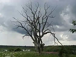 Валдайская возвышенность