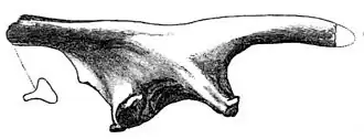 Рисунок подвздошной кости Valdosaurus&nbsp;sp., 1889 год