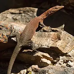 Varanus hammersleyensis