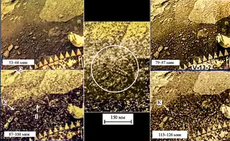 Фотографии гипотетических существ