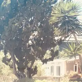 Обложка сингла Ланы Дель Рей «Venice Bitch» (2018)