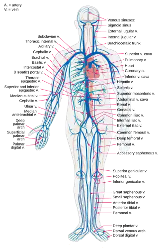 Схема венозной системы человека.