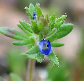 Верхняя часть растения.