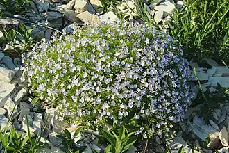 Цветущее растение. Краснодарский край, г. Новороссийск, хребет Маркотх.