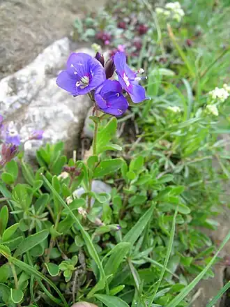 Общий вид цветущего растения.