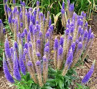 Общий вид цветущего растения.