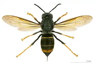 Vespa velutina