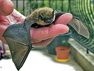 Кожановидный нетопырь