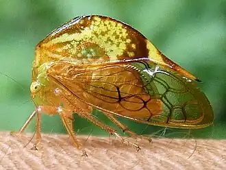 Vestistiloides uncicornis