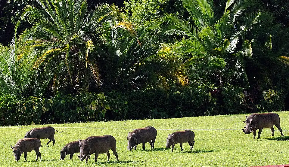 На пастбище обитает семья бородавочников